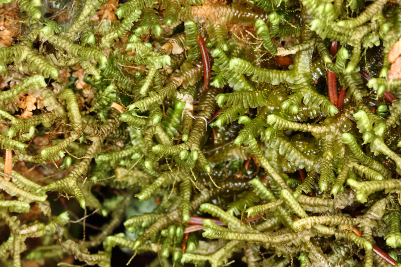 Bazzania trilobata